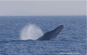 Blue whale 2