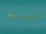dna-the-building-blocks-of-life-n7099893173659934538.jpg